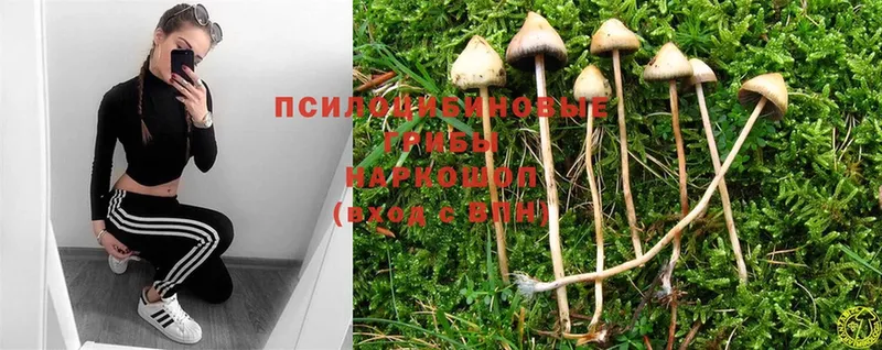 Псилоцибиновые грибы Psilocybine cubensis  Гудермес 